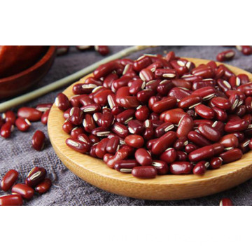 Phaseolus Calcaratus/Red Phaseolus Beans